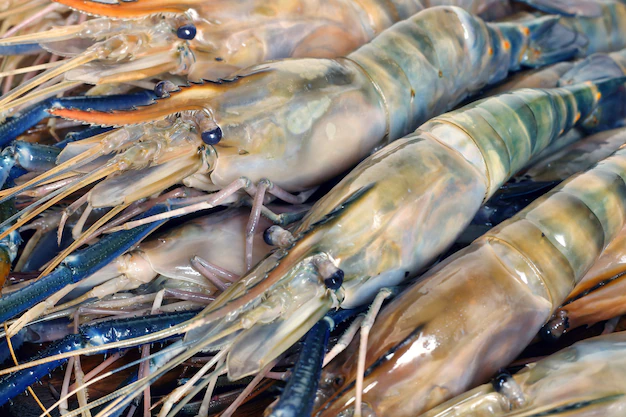 GIANT RIVER PRAWN