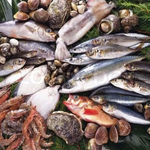 Fish In india