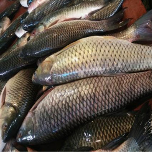 Fresh Water Fish In india