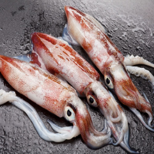 From Squid In india