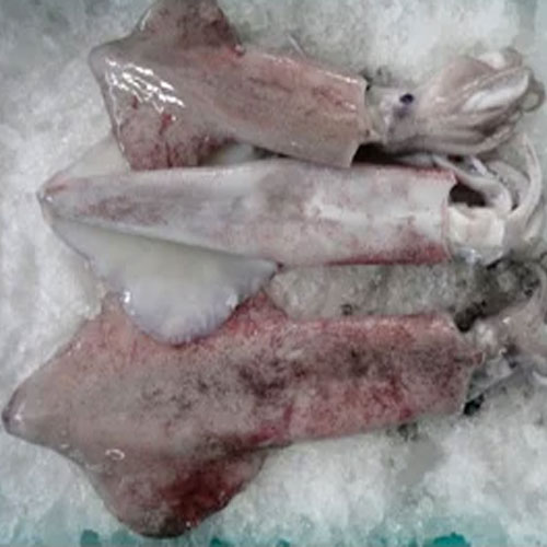 Frozen Cephalopods In india
