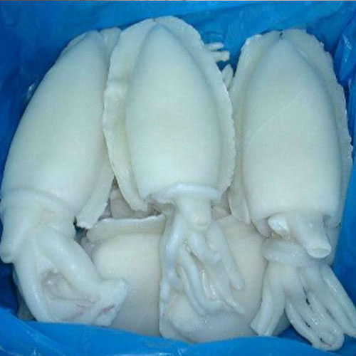 Frozen Cuttle Fish In india